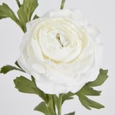 White Ranunculus Spray x 3