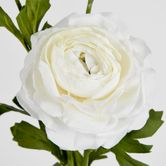 White Ranunculus Spray x 3