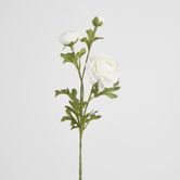 White Ranunculus Spray x 3