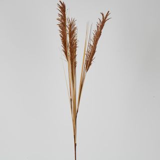 Brown Pampas Spray