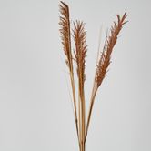 Brown Pampas Spray