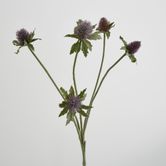 Purple Thistle Spray x 5