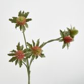 Red Green Thistle Spray x 5