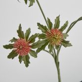 Red Green Thistle Spray x 5