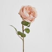 63cm Blush Pink Cabbage Rose