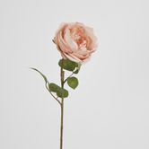 63cm Blush Pink Cabbage Rose