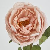 63cm Blush Pink Cabbage Rose