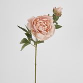 60cm Blush Pink Peony Spray