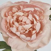 60cm Blush Pink Peony Spray