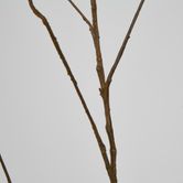 Brown Twig