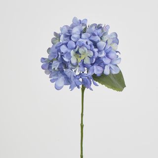 Blue Hydrangea