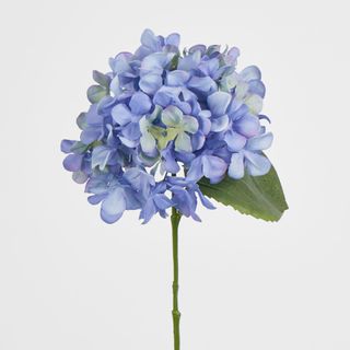 Blue Hydrangea