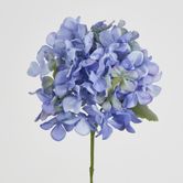 Blue Hydrangea