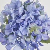 Blue Hydrangea