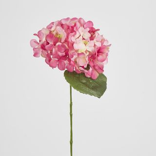 Two Tone Pink Hydrangea