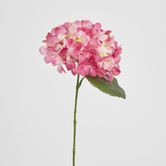 Two Tone Pink Hydrangea