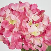 Two Tone Pink Hydrangea