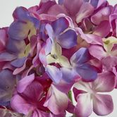 Purple Hydrangea