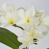 White Plumeria Spray