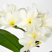 White Plumeria Spray