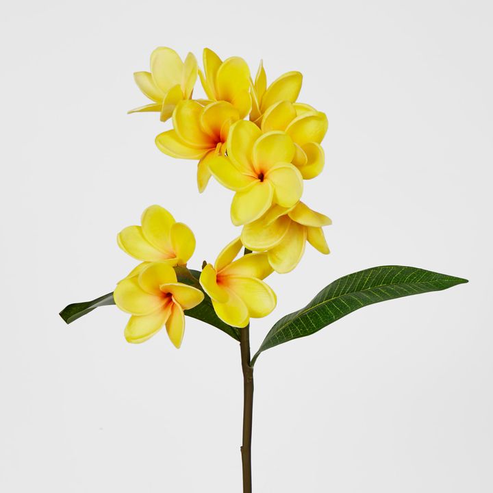 Yellow Plumeria Spray