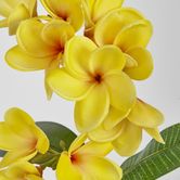 Yellow Plumeria Spray