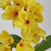 Yellow Plumeria Spray