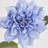 62cm Blue Dahlia