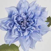 62cm Blue Dahlia