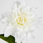 62cm White Dahlia