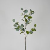 87cm Green Eucalyptus with Seed