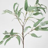 98cm Grey Eucalyptus Saligna Branch