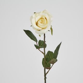 Long Stem Rose Cream