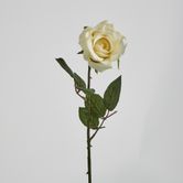 Long Stem Rose Cream