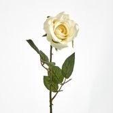 Long Stem Rose Cream