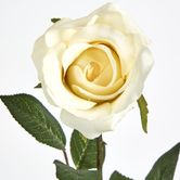 Long Stem Rose Cream