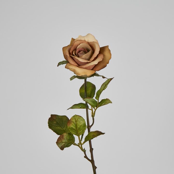 Long Stem Rose Capaccino