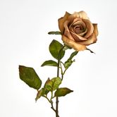 Long Stem Rose Capaccino