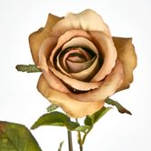 Long Stem Rose Capaccino