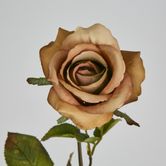 Long Stem Rose Capaccino