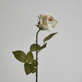 Long Stem Rose Cream