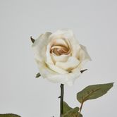 Long Stem Rose Cream