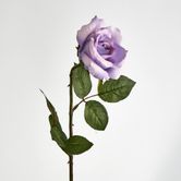 Long Stem Rose Purple