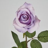 Long Stem Rose Purple