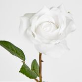 Long Stem Rose Pure White