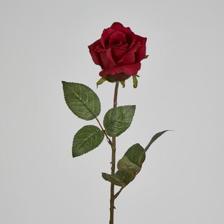 Long Stem Rose Red