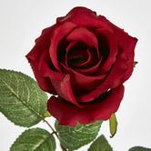 Long Stem Rose Red