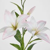 Sunshine Lily Light Pink