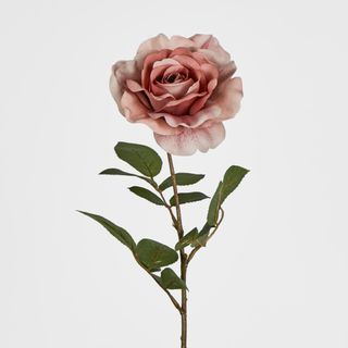 Dusty Pink Rose