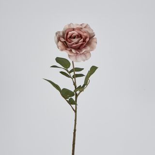 Dusty Pink Rose